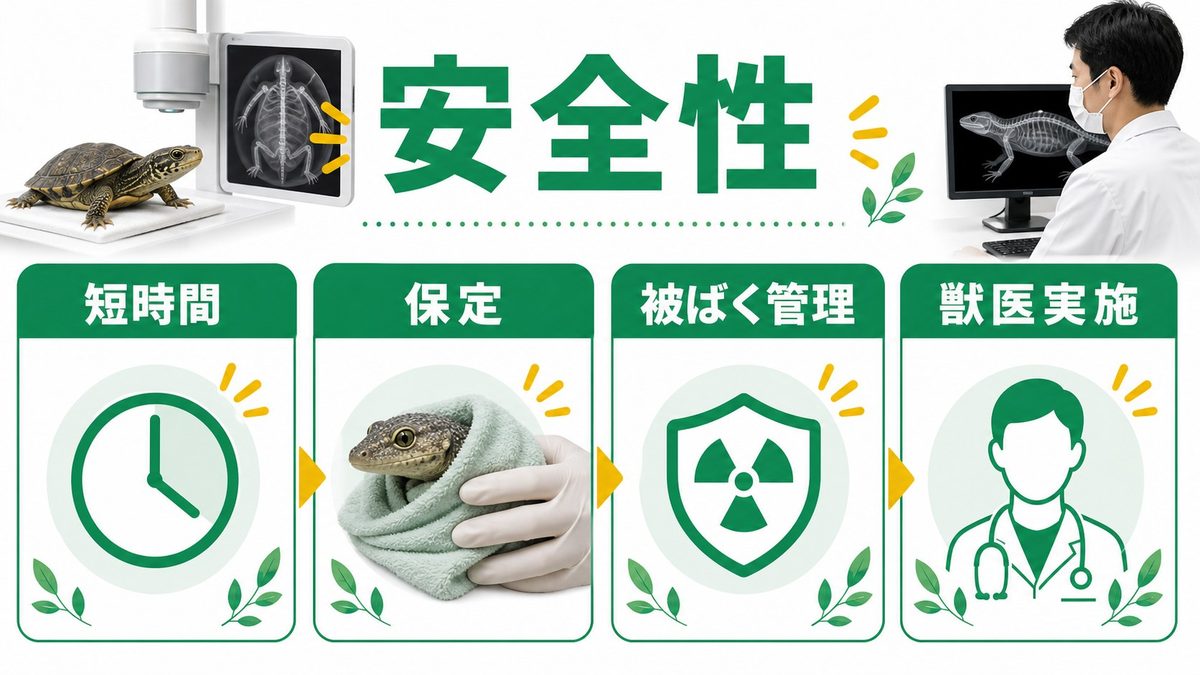 給餌と栄養管理の要点をまとめたカメレオン・爬虫類飼育インフォグラフィック