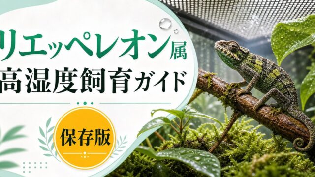 リエッペレオン属（Rieppeleon）完全ガイド｜東アフリカ産ドワーフカメレオンの種類・特徴・高湿度飼育法を属レベルで解説の要点を伝えるカメレオン・爬虫類記事アイキャッチ画像
