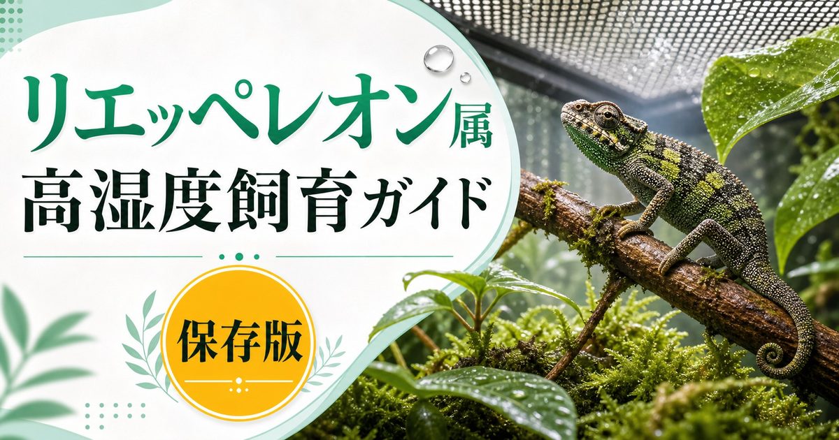 リエッペレオン属（Rieppeleon）完全ガイド｜東アフリカ産ドワーフカメレオンの種類・特徴・高湿度飼育法を属レベルで解説の要点を伝えるカメレオン・爬虫類記事アイキャッチ画像