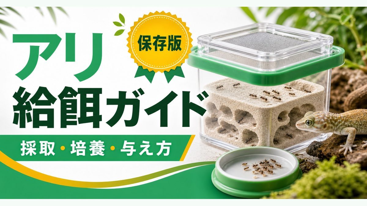 給餌と栄養管理の要点をまとめたカメレオン・爬虫類飼育インフォグラフィック