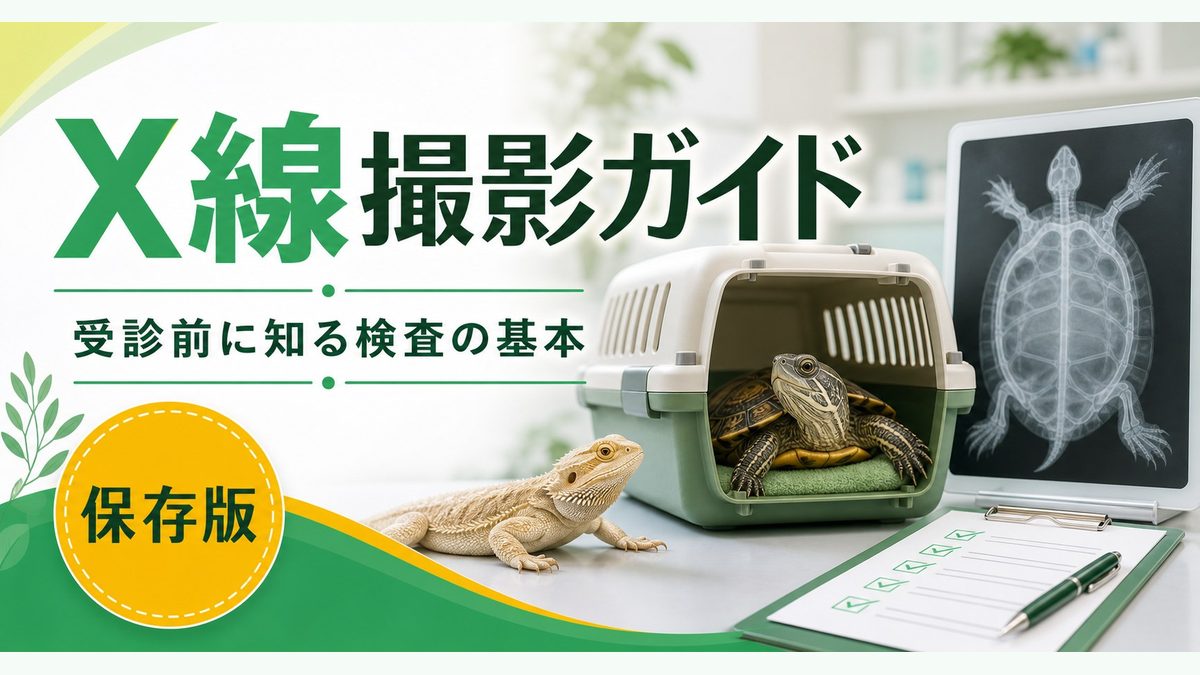 代表種の紹介と比較の要点をまとめたカメレオン・爬虫類飼育インフォグラフィック