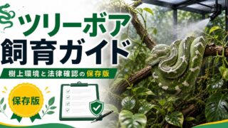 マダガスカルツリーボア（Sanzinia madagascariensis）飼育完全ガイド｜ジュエリーボアの特徴・飼い方・注意点の要点を伝えるカメレオン・爬虫類記事アイキャッチ画像