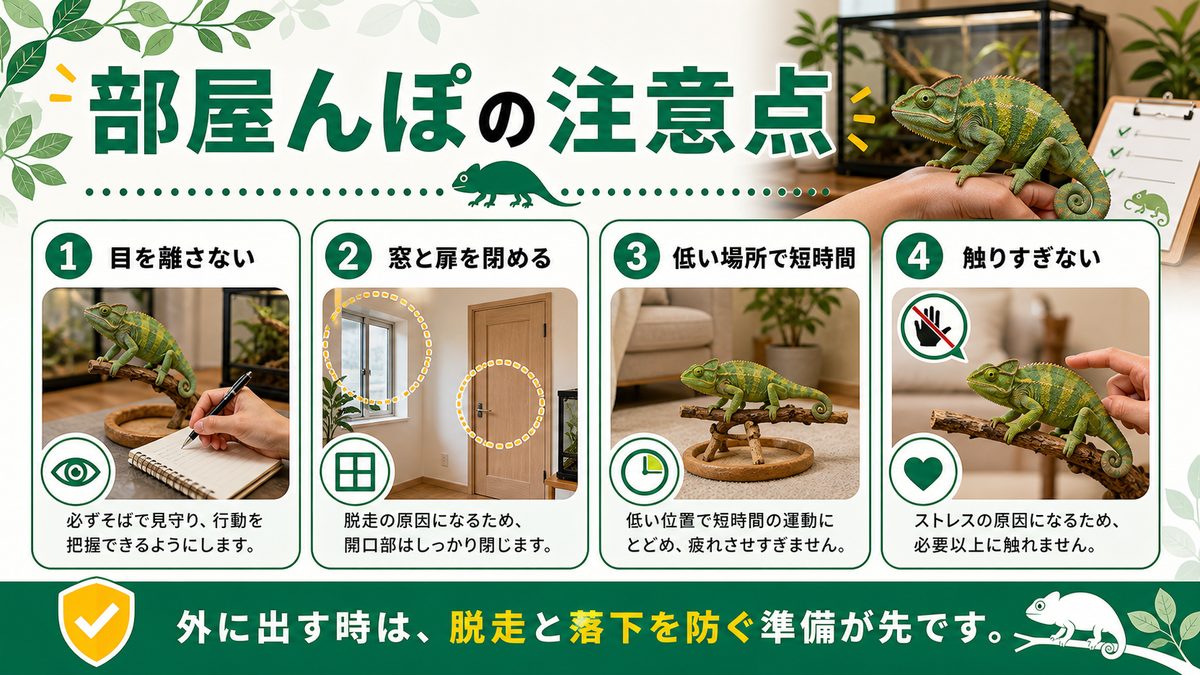 セネガルカメレオンの部屋んぽについての要点をまとめたカメレオン・爬虫類飼育インフォグラフィック