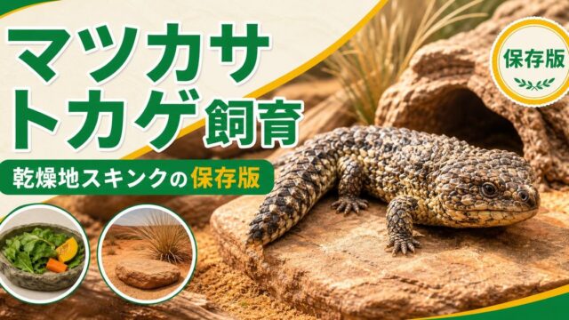 マツカサトカゲ（シングルバックスキンク）飼育完全ガイド｜オーストラリア固有のユニークなスキンクの特徴・飼い方の要点を伝えるカメレオン・爬虫類記事アイキャッチ画像