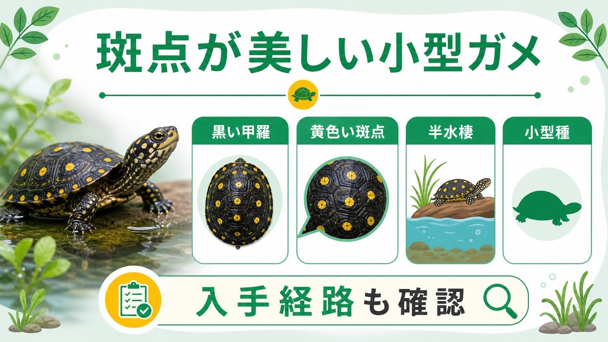 スポッテッドタートルの基本情報と美しい斑点の秘密の要点をまとめたカメレオン・爬虫類飼育インフォグラフィック