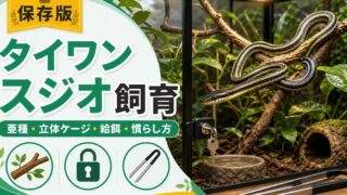 タイワンスジオ（レース・Orthriophis taeniurus）飼育完全ガイド！日本人気の半樹上性ナミヘビの特徴・ケージ・餌・ハンドリングを徹底解説の要点を伝えるカメレオン・爬虫類記事アイキャッチ画像