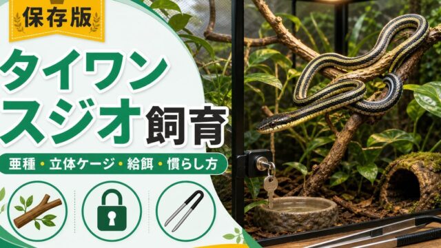 タイワンスジオ（レース・Orthriophis taeniurus）飼育完全ガイド！日本人気の半樹上性ナミヘビの特徴・ケージ・餌・ハンドリングを徹底解説の要点を伝えるカメレオン・爬虫類記事アイキャッチ画像