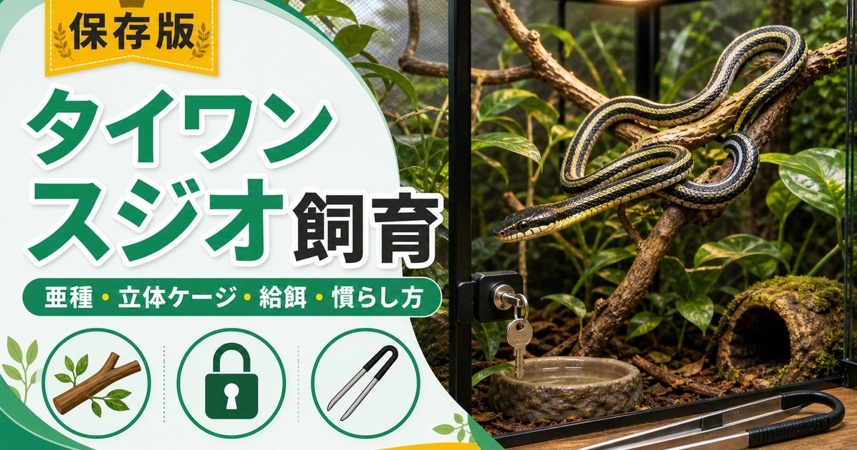 タイワンスジオ（レース・Orthriophis taeniurus）飼育完全ガイド！日本人気の半樹上性ナミヘビの特徴・ケージ・餌・ハンドリングを徹底解説の要点を伝えるカメレオン・爬虫類記事アイキャッチ画像