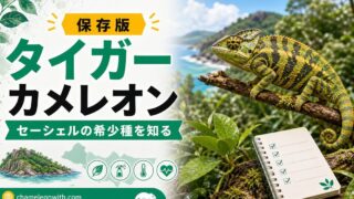 【セーシェル島の秘宝】タイガーカメレオンについて解説！入荷情報・値段は？体色や体の特徴は？【繁殖情報も】の要点を伝えるカメレオン・爬虫類記事アイキャッチ画像