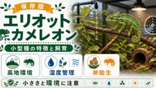 エリオットカメレオンの飼い方・育て方を徹底解説！生息地・繁殖・注意点についても網羅！の要点を伝えるカメレオン・爬虫類記事アイキャッチ画像