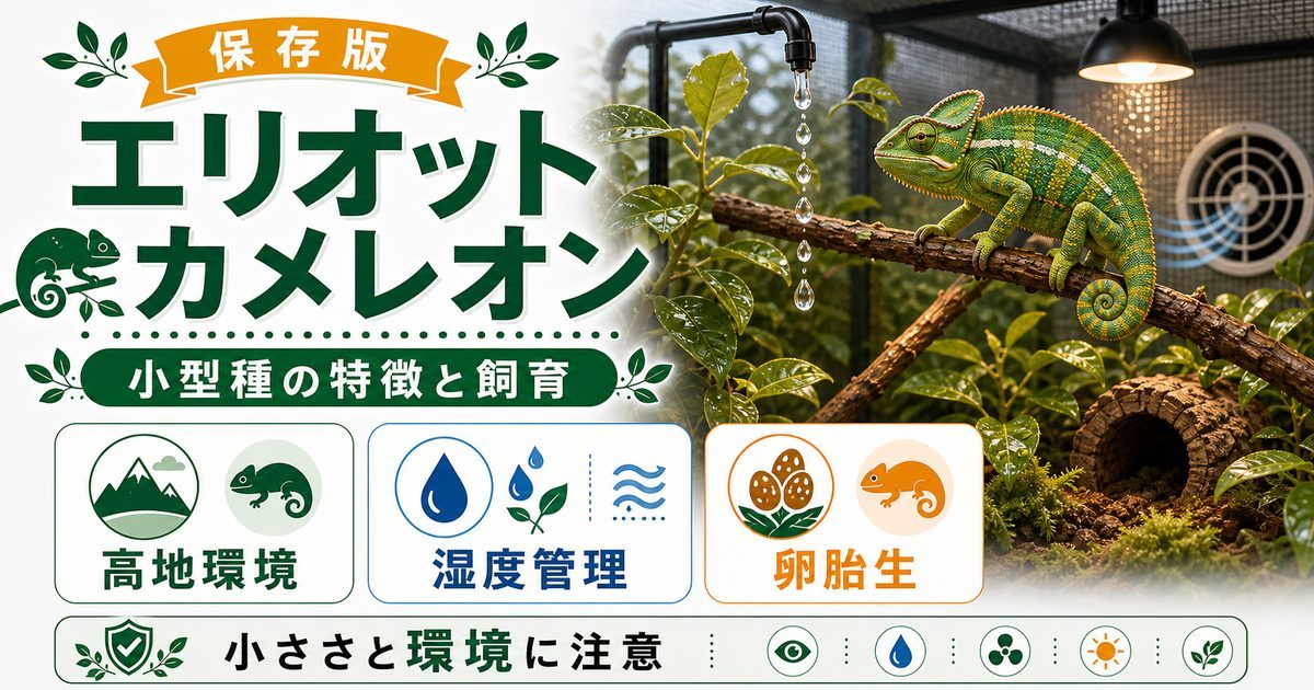 エリオットカメレオンの飼い方・育て方を徹底解説！生息地・繁殖・注意点についても網羅！の要点を伝えるカメレオン・爬虫類記事アイキャッチ画像