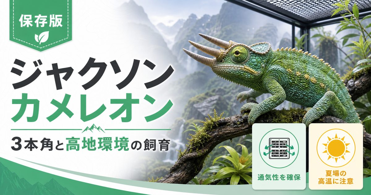 【3本角の人気種】ジャクソンカメレオンの特徴や飼育方法・育て方・亜種・繁殖・注意点について徹底解説！の要点を伝えるカメレオン・爬虫類記事アイキャッチ画像