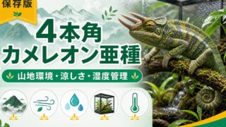 【4本角カメレオン亜種】Trioceros quadricornis gracilior の特徴・生態・飼育方法を徹底解説！カメルーン山地の希少亜種の要点を伝えるカメレオン・爬虫類記事アイキャッチ画像
