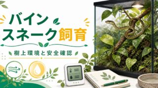 バインスネーク（Ahaetulla）飼育完全ガイド！東南アジア・南アジア産の細身の樹上性ヘビの特徴・ケージ・餌・飼育環境を徹底解説の要点を伝えるカメレオン・爬虫類記事アイキャッチ画像