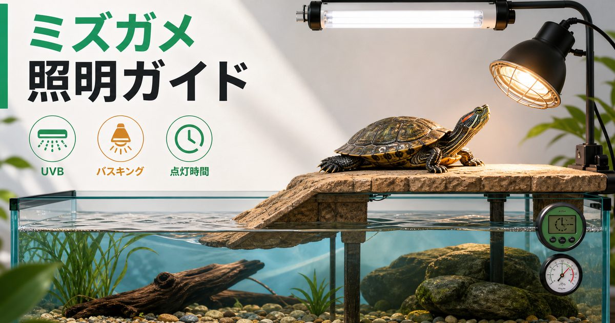 ミズガメのライト・UVB・バスキング完全ガイド！陸場と照明の選び方の要点を伝えるカメレオン・爬虫類記事アイキャッチ画像