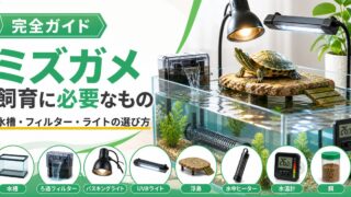 ミズガメの飼育に必要なもの完全ガイド！水槽・フィルター・ライトの選び方の要点を伝えるカメレオン・爬虫類記事アイキャッチ画像