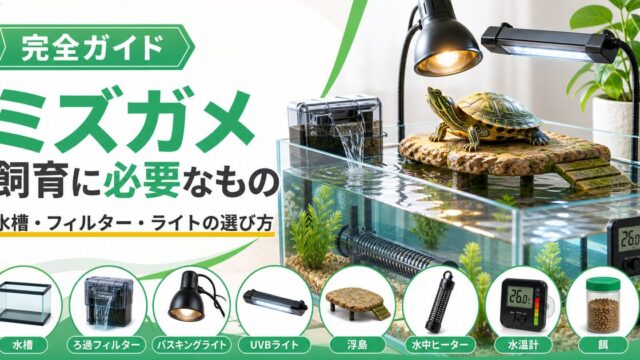 ミズガメの飼育に必要なもの完全ガイド！水槽・フィルター・ライトの選び方の要点を伝えるカメレオン・爬虫類記事アイキャッチ画像
