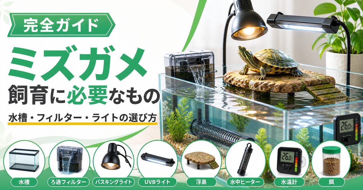 ミズガメの飼育に必要なもの完全ガイド！水槽・フィルター・ライトの選び方の要点を伝えるカメレオン・爬虫類記事アイキャッチ画像