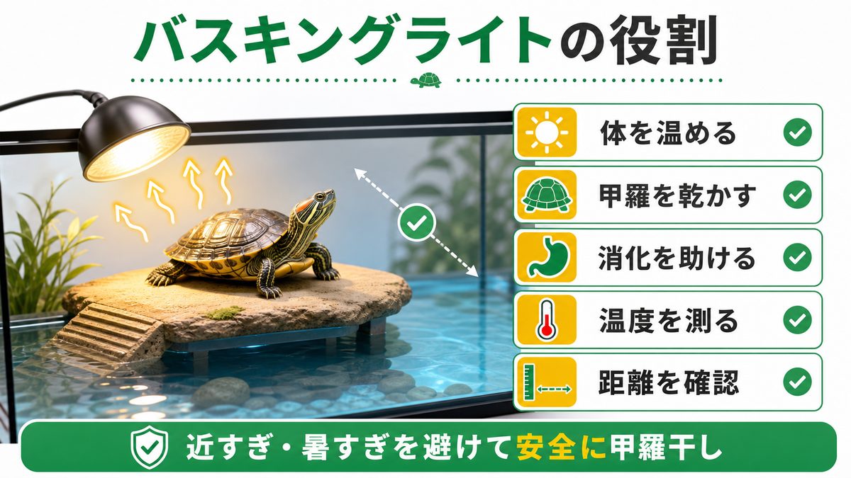 バスキングライトの役割｜甲羅干しで体を温めるの要点をまとめたカメレオン・爬虫類飼育インフォグラフィック