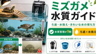 ミズガメの水質・水換え完全ガイド！ろ過・水換え頻度・きれいな水を保つコツの要点を伝えるカメレオン・爬虫類記事アイキャッチ画像