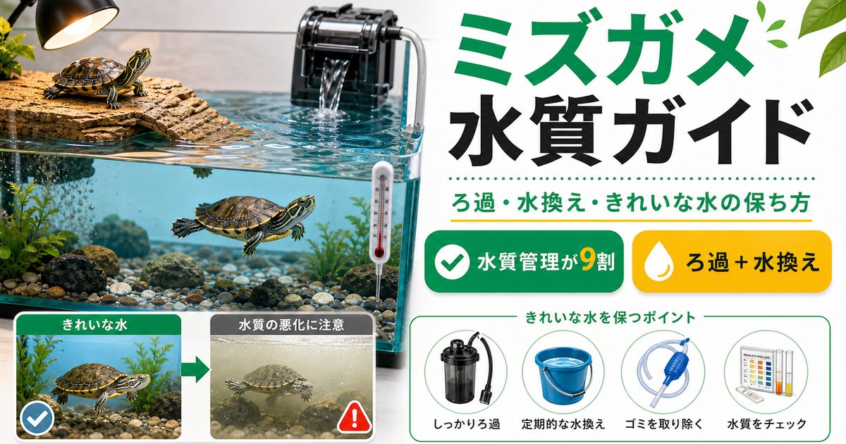 ミズガメの水質・水換え完全ガイド！ろ過・水換え頻度・きれいな水を保つコツの要点を伝えるカメレオン・爬虫類記事アイキャッチ画像