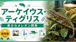 アーケイウス・ティグリス（Archaius tigris）飼育完全ガイド｜セーシェル諸島固有の希少タイガーカメレオンの特徴・生態・飼育法を徹底解説の要点を伝えるカメレオン・爬虫類記事アイキャッチ画像