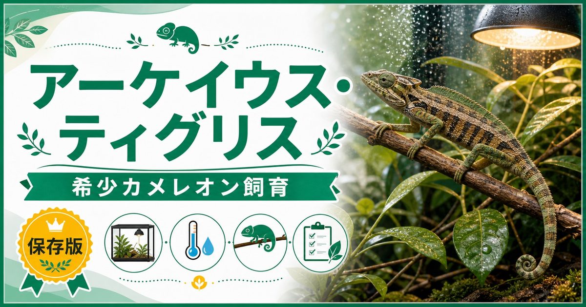 アーケイウス・ティグリス（Archaius tigris）飼育完全ガイド｜セーシェル諸島固有の希少タイガーカメレオンの特徴・生態・飼育法を徹底解説の要点を伝えるカメレオン・爬虫類記事アイキャッチ画像