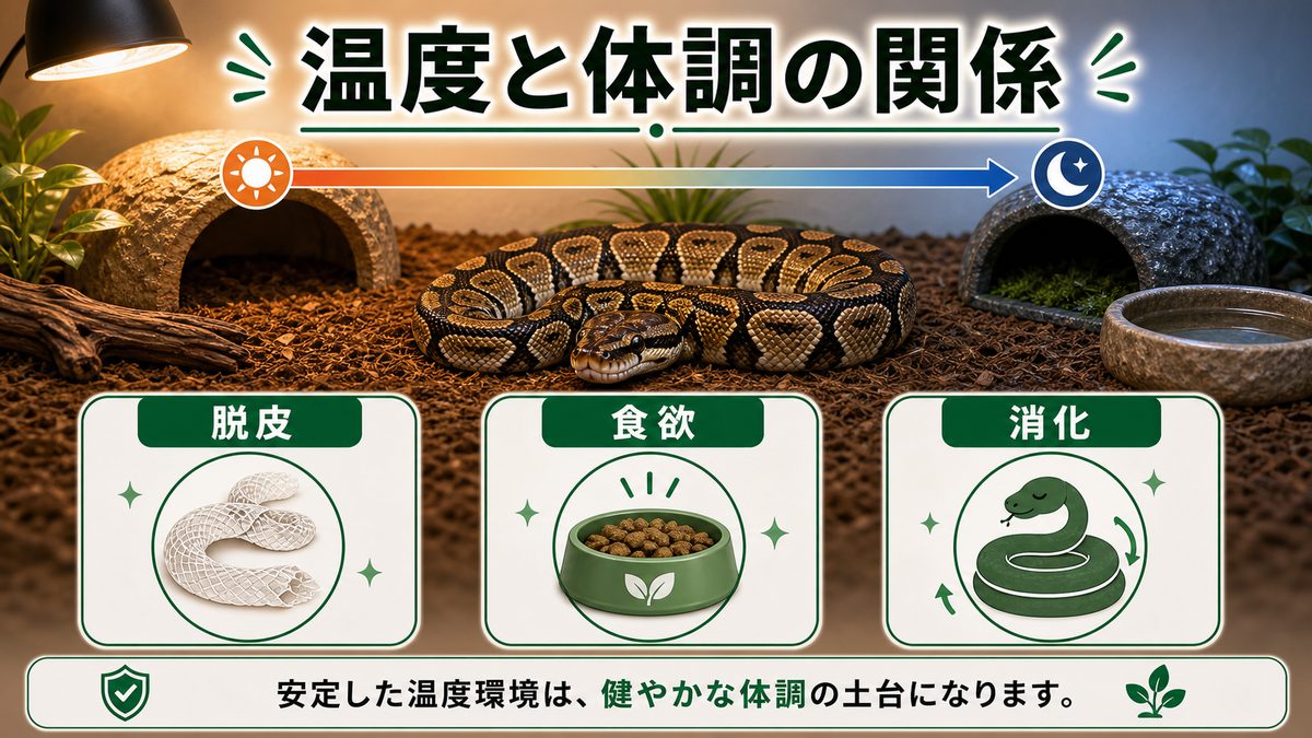 温度と「脱皮」「拒食」「消化不良」の深い関係の要点をまとめたカメレオン・爬虫類飼育インフォグラフィック
