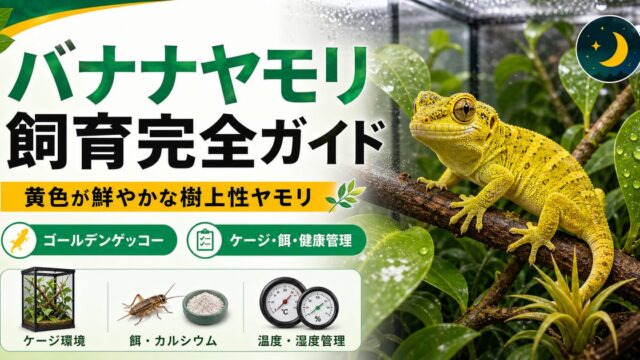 バナナヤモリ飼育完全ガイド｜黄色が鮮やかな樹上性ヤモリの特徴・ケージ・餌を徹底解説の要点を伝えるカメレオン・爬虫類記事アイキャッチ画像