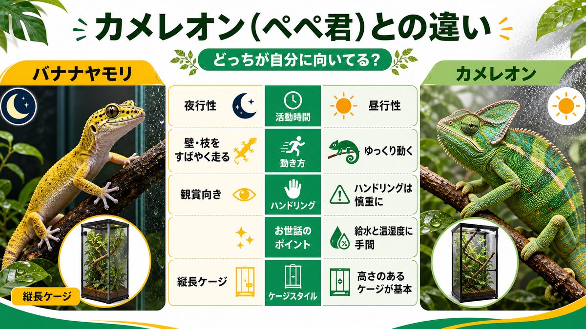 カメレオン（ぺぺ君）との違い｜どっちが自分に向いてる？の要点をまとめたカメレオン・爬虫類飼育インフォグラフィック