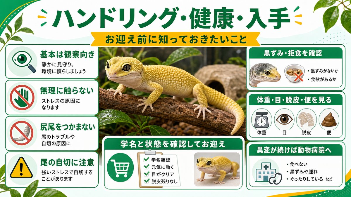 ハンドリング・健康・入手｜お迎え前に知っておきたいことの要点をまとめたカメレオン・爬虫類飼育インフォグラフィック