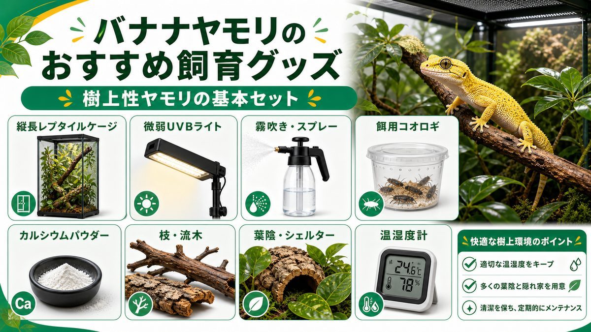 バナナヤモリのおすすめ飼育グッズの要点をまとめたカメレオン・爬虫類飼育インフォグラフィック