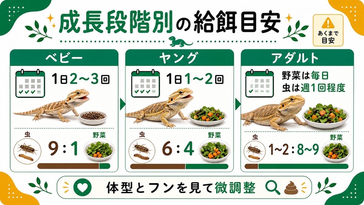 成長段階別の給餌頻度・虫と野菜の割合の要点をまとめたカメレオン・爬虫類飼育インフォグラフィック