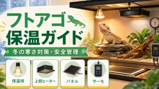 フトアゴの保温・冬の寒さ対策完全ガイド！パネルヒーター・暖突・保温球の選び方の要点を伝えるカメレオン・爬虫類記事アイキャッチ画像