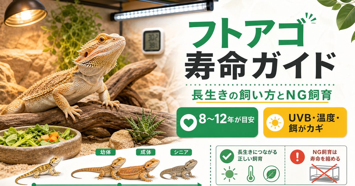 フトアゴヒゲトカゲの寿命は何年？長生きさせる飼い方と寿命を縮めるNG飼育の要点を伝えるカメレオン・爬虫類記事アイキャッチ画像