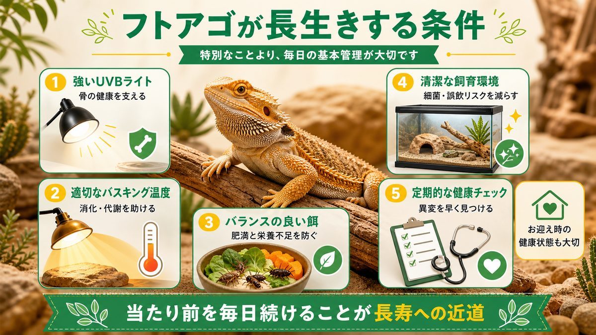 フトアゴが長生きする条件の要点をまとめたカメレオン・爬虫類飼育インフォグラフィック