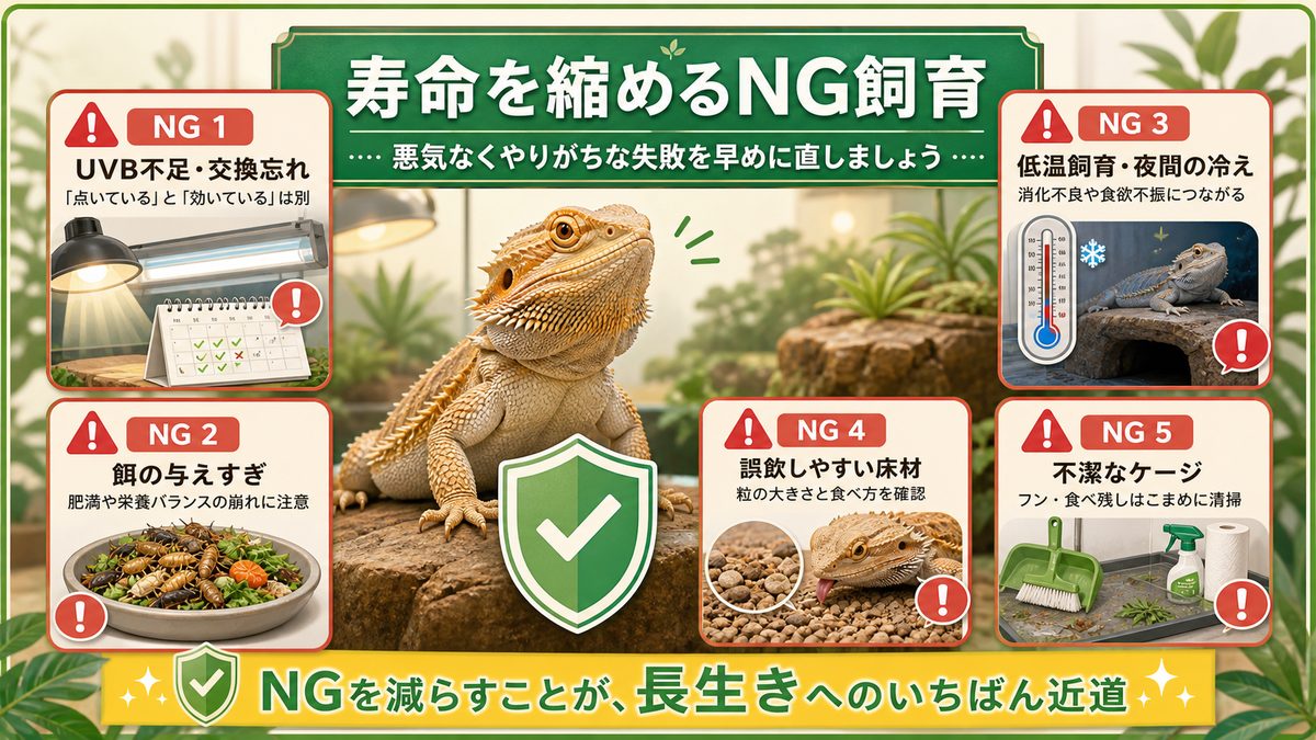 寿命を縮めるNG飼育の要点をまとめたカメレオン・爬虫類飼育インフォグラフィック