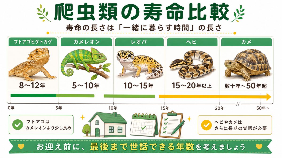 他の爬虫類・カメレオン（ぺぺ君）との寿命比較の要点をまとめたカメレオン・爬虫類飼育インフォグラフィック