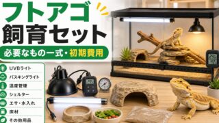 フトアゴヒゲトカゲの飼育に必要なもの一式！初心者の飼育セットと初期費用を徹底解説の要点を伝えるカメレオン・爬虫類記事アイキャッチ画像