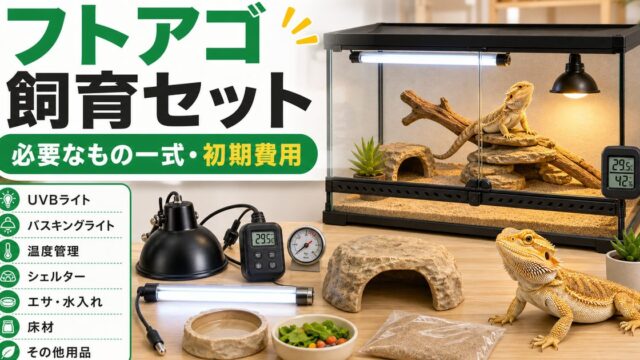 フトアゴヒゲトカゲの飼育に必要なもの一式！初心者の飼育セットと初期費用を徹底解説の要点を伝えるカメレオン・爬虫類記事アイキャッチ画像