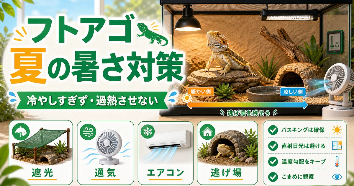フトアゴの夏の暑さ対策完全ガイド！砂漠の生き物でも油断できない高温管理の要点を伝えるカメレオン・爬虫類記事アイキャッチ画像