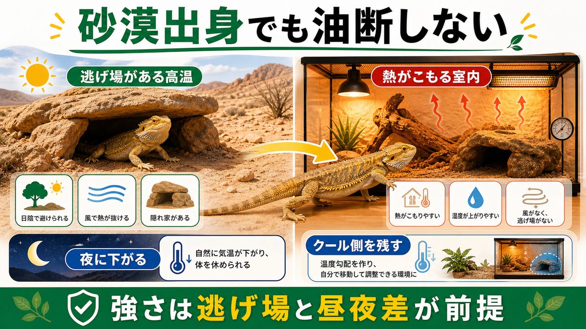「砂漠出身だから暑さに強い」は半分だけ正しいの要点をまとめたカメレオン・爬虫類飼育インフォグラフィック
