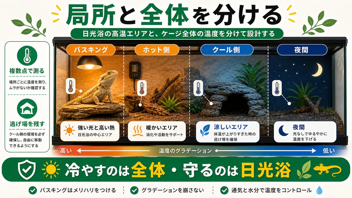 夏の温度設計：バスキングとケージ全体を分けて考えるの要点をまとめたカメレオン・爬虫類飼育インフォグラフィック
