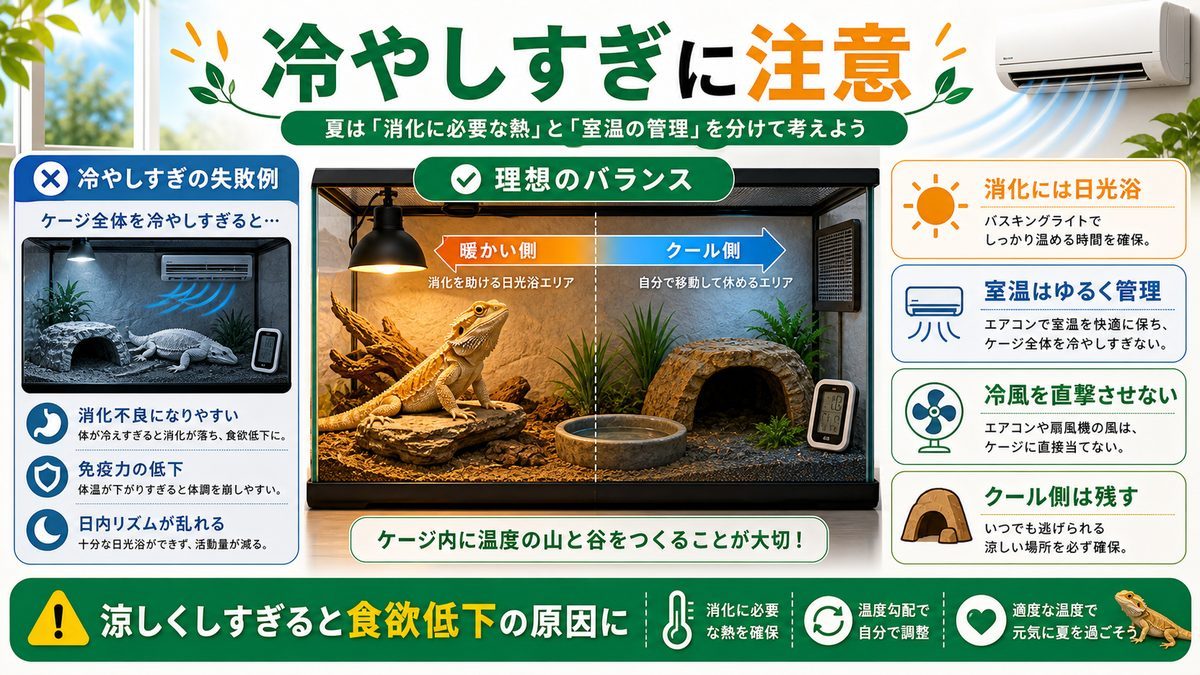 最大の落とし穴「冷やしすぎ問題」――フトアゴは高温で消化するの要点をまとめたカメレオン・爬虫類飼育インフォグラフィック