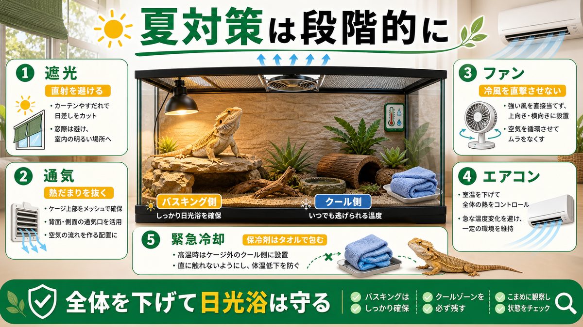 具体的な夏対策：遮光・通気・ファン・エアコン・緊急冷却の要点をまとめたカメレオン・爬虫類飼育インフォグラフィック