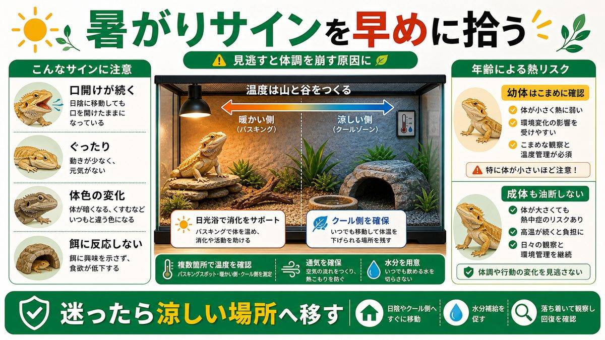 オーバーヒートのサインと月齢による高温リスクの差の要点をまとめたカメレオン・爬虫類飼育インフォグラフィック