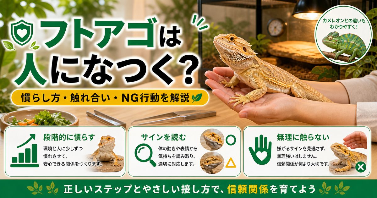 フトアゴヒゲトカゲは人になつく？慣らし方とハンドリングのコツを徹底解説の要点を伝えるカメレオン・爬虫類記事アイキャッチ画像