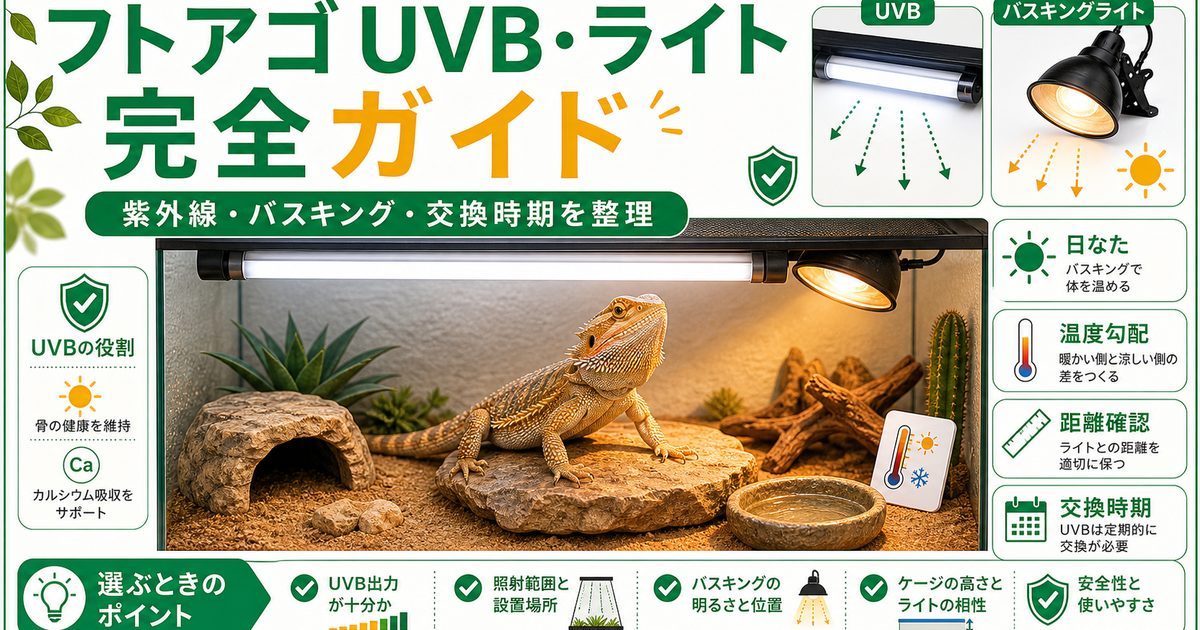 フトアゴのUVB・ライトの選び方完全ガイド！紫外線・バスキングの正解とおすすめの要点を伝えるカメレオン・爬虫類記事アイキャッチ画像
