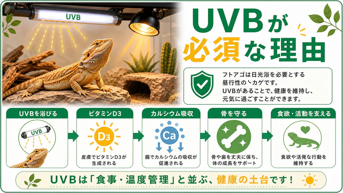 そもそもフトアゴにUVBが必須な理由の要点をまとめたカメレオン・爬虫類飼育インフォグラフィック