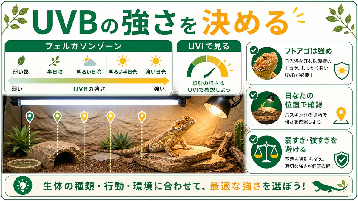 フェルガソンゾーンとUVIで「強さ」を決めるの要点をまとめたカメレオン・爬虫類飼育インフォグラフィック